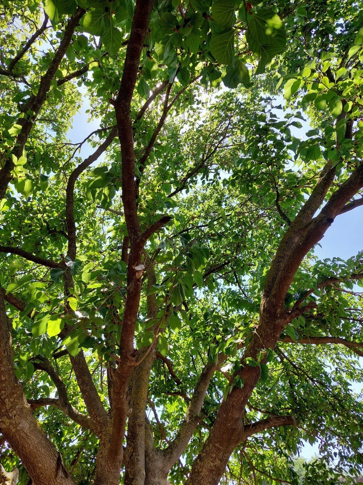 Satılır torpaq sahəsi 16 m²