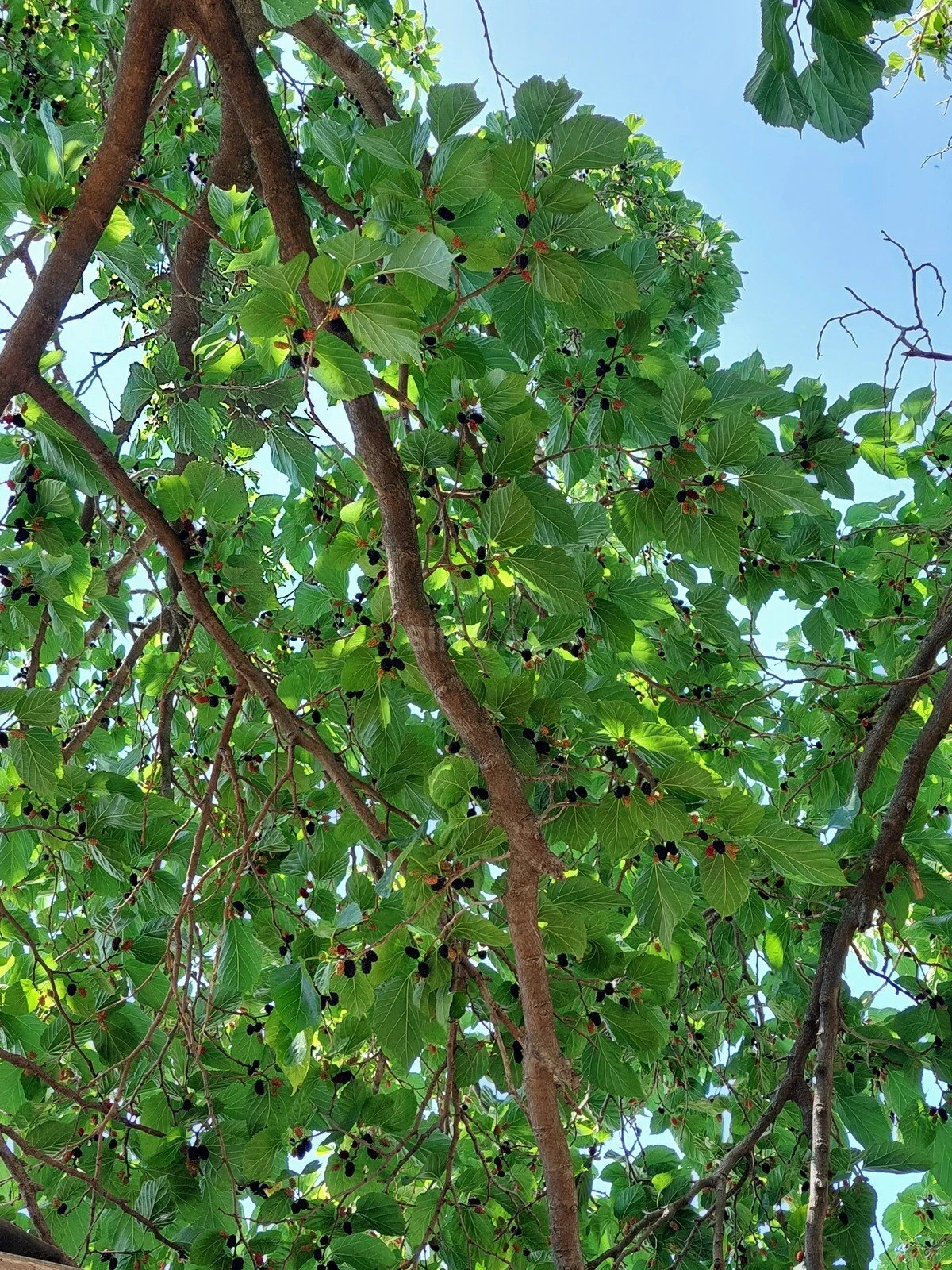 Satılır torpaq sahəsi 16 m²