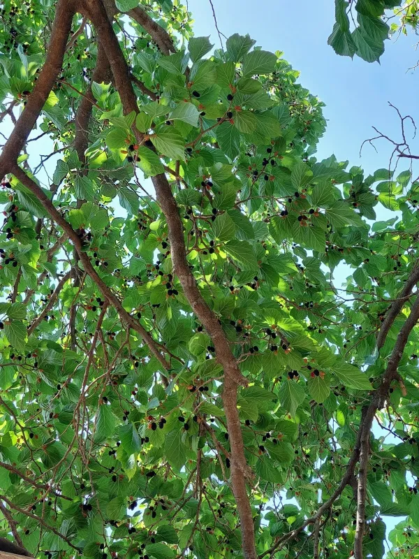 Satılır torpaq sahəsi 16 m²