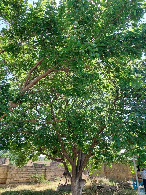 Satılır torpaq sahəsi 16 m²