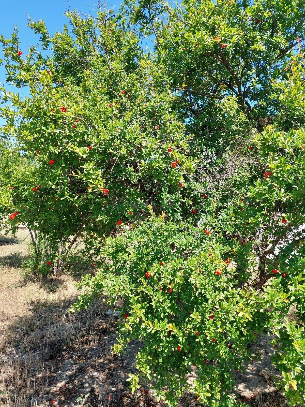 Satılır torpaq sahəsi 16 m²