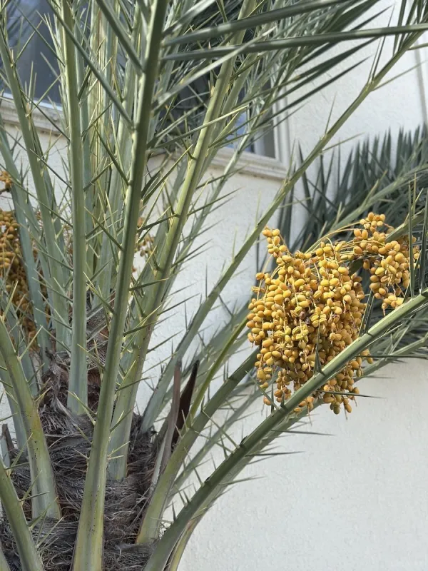 Satılır 3 otaqlı həyət evi 200 m²