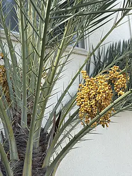 Satılır 3 otaqlı həyət evi 200 m²