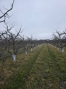 Satılır torpaq sahəsi 1500 m²