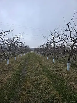 Satılır torpaq sahəsi 1500 m² — Quba 1500.00 m²