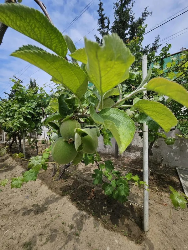 Satılır 5 otaqlı həyət evi 300 m²