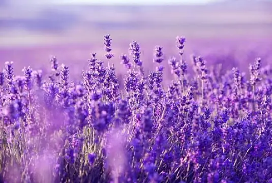 Satılır torpaq sahəsi 280 m²