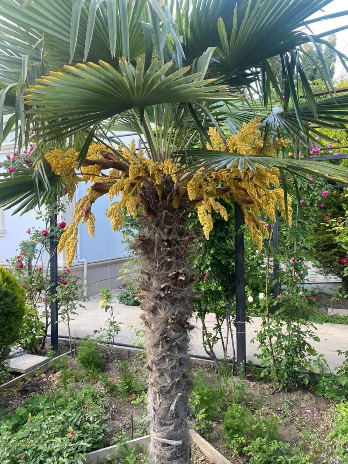 Satılır 6 otaqlı həyət evi 450 m²