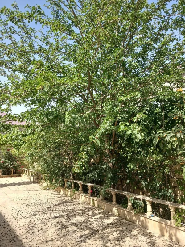 Satılır 4 otaqlı həyət evi 125 m²