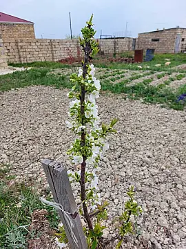 Satılır torpaq sahəsi 16 m²