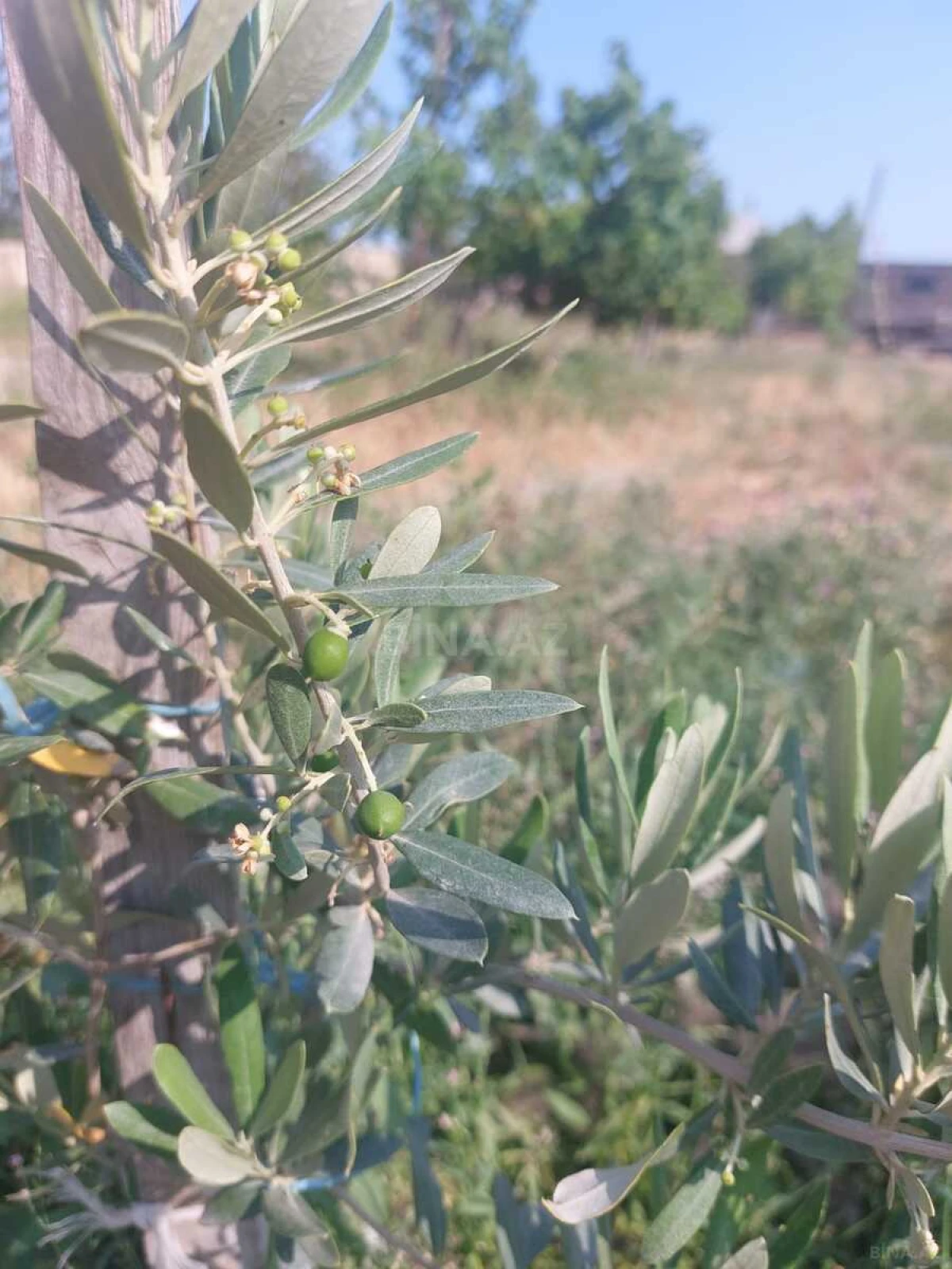 Satılır torpaq sahəsi 16 m²