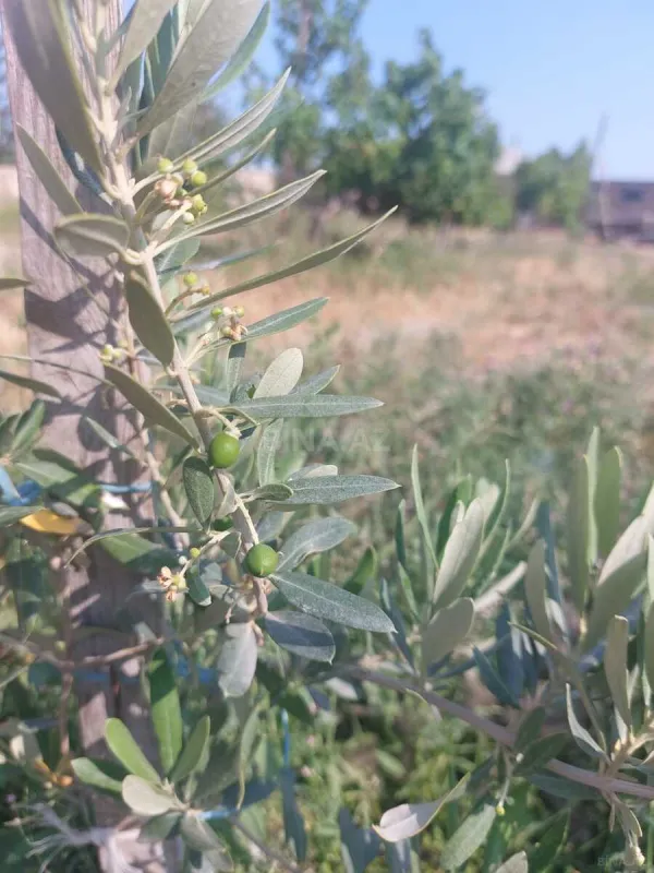 Satılır torpaq sahəsi 16 m²