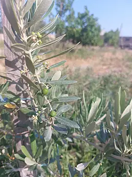 Satılır torpaq sahəsi 16 m²