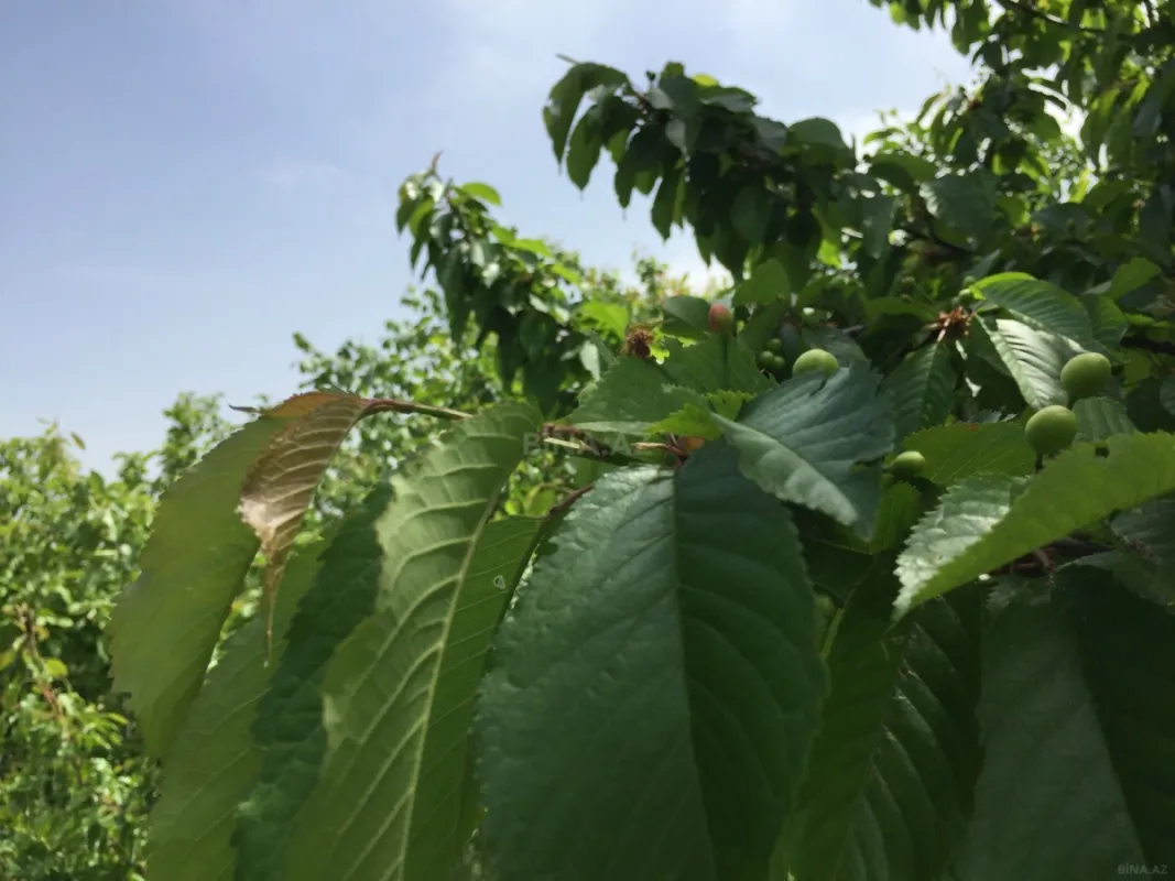 Satılır 3 otaqlı həyət evi 71 m²