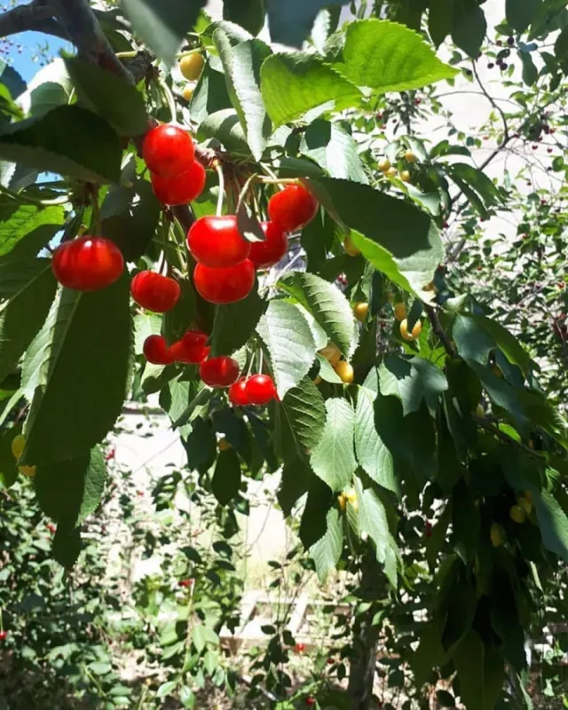 Satılır 3 otaqlı həyət evi 71 m²