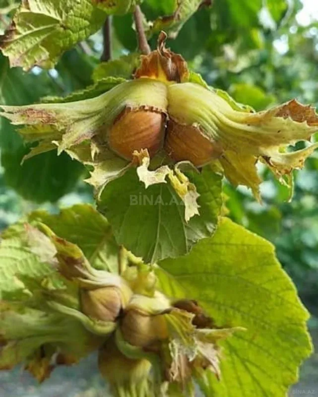 Satılır 3 otaqlı həyət evi 71 m²