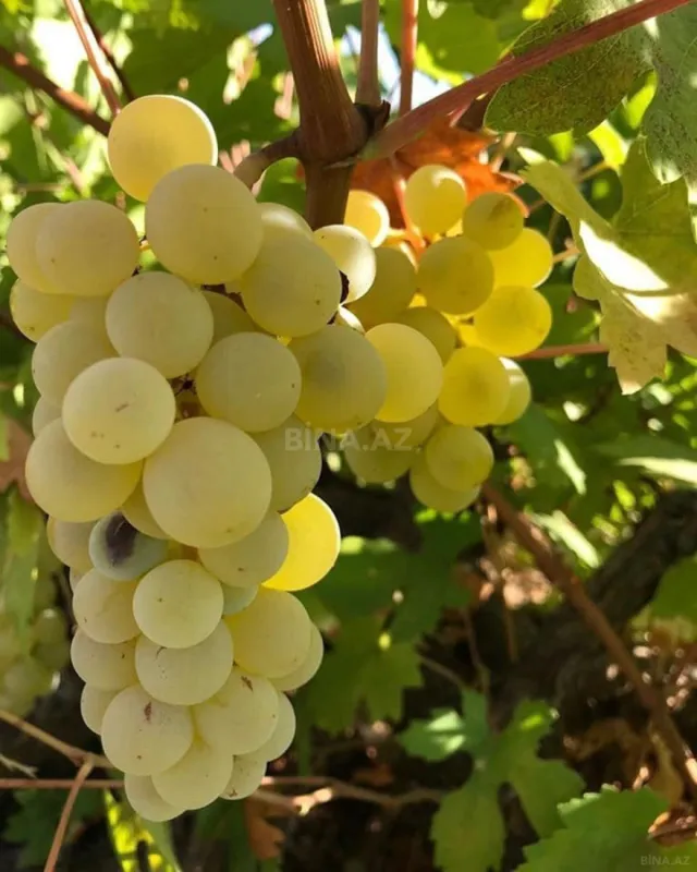 Satılır 3 otaqlı həyət evi 71 m²