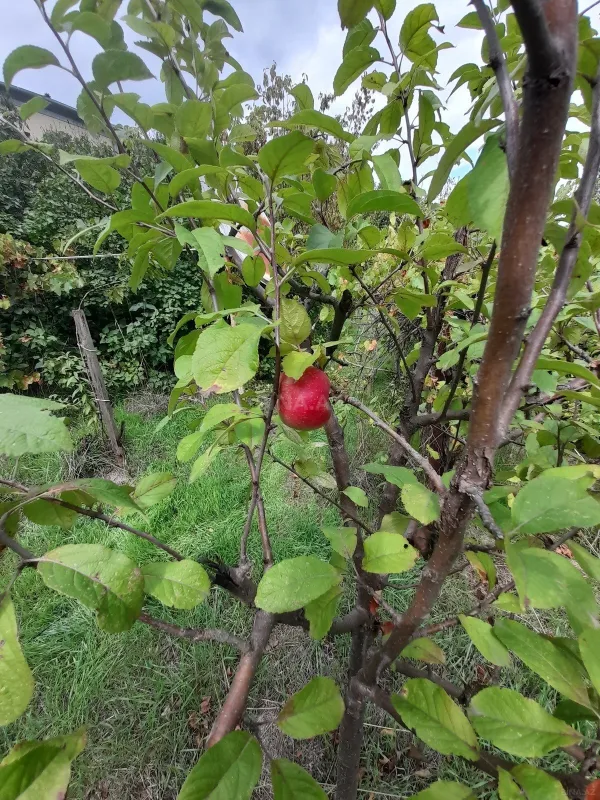 Satılır 3 otaqlı həyət evi 71 m²