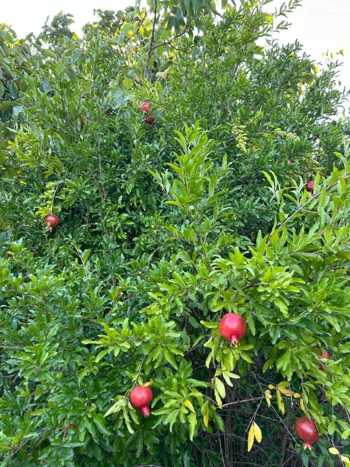 Satılır 3 otaqlı həyət evi 71 m²