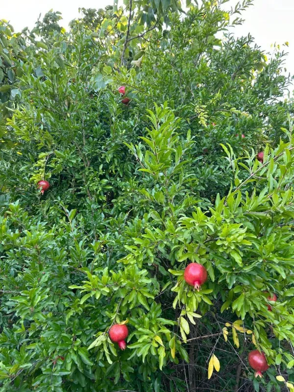 Satılır 3 otaqlı həyət evi 71 m²