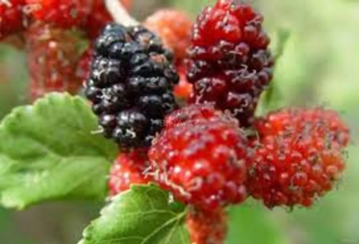 Satılır 3 otaqlı həyət evi 71 m²