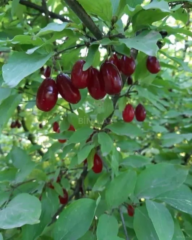 Satılır 3 otaqlı həyət evi 71 m²