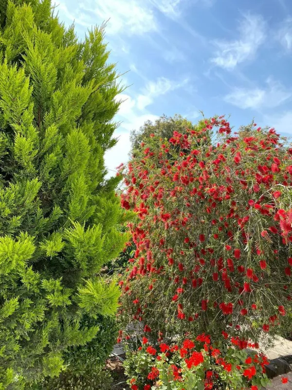 Kirayə verilir 5 otaqlı həyət evi 360 m²