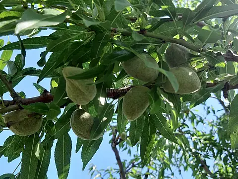 Satılır torpaq sahəsi 16.5 m²