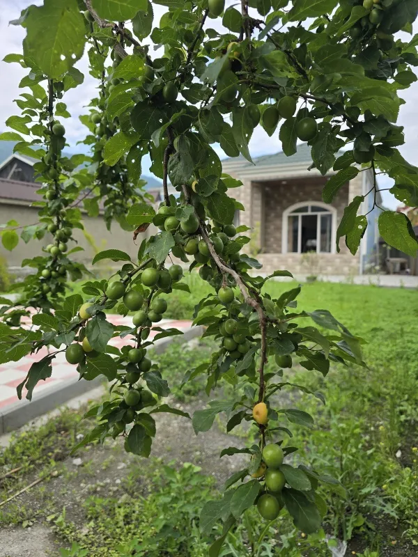 Satılır 3 otaqlı həyət evi 120 m²