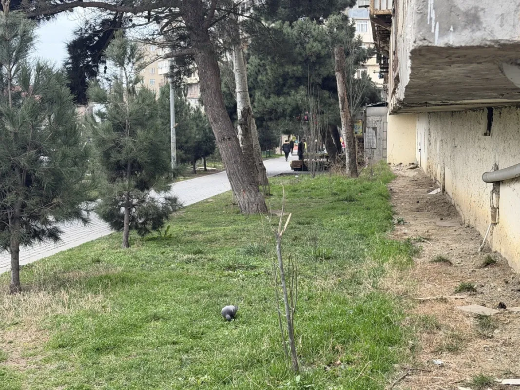 Satılır obyekt 43.2 m²