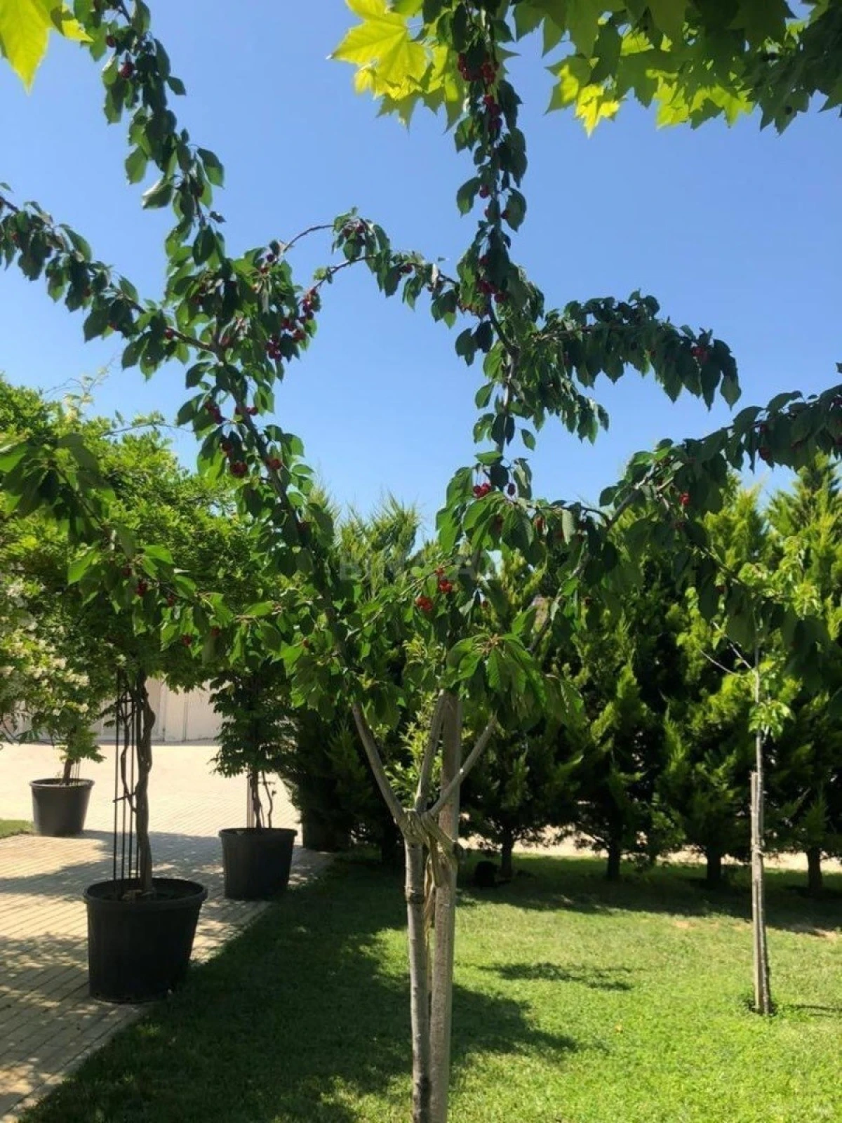 Kirayə verilir 5 otaqlı həyət evi 370 m²