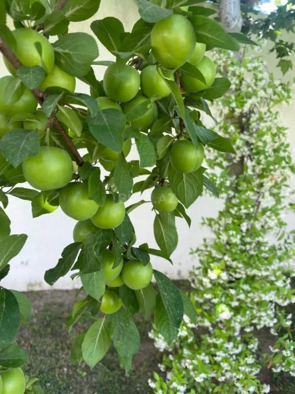 Kirayə verilir 5 otaqlı həyət evi 370 m²