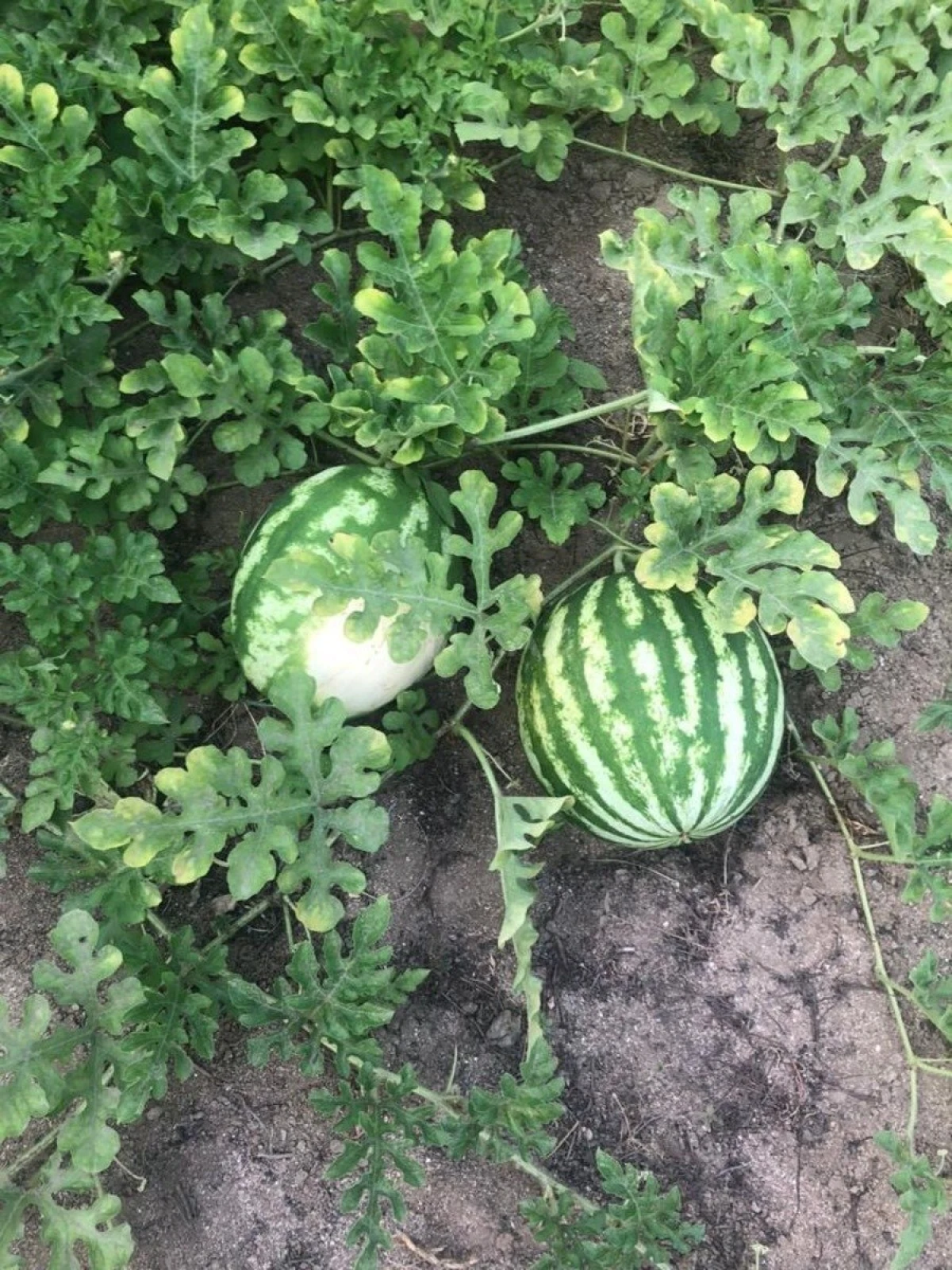 Kirayə verilir 5 otaqlı həyət evi 370 m²