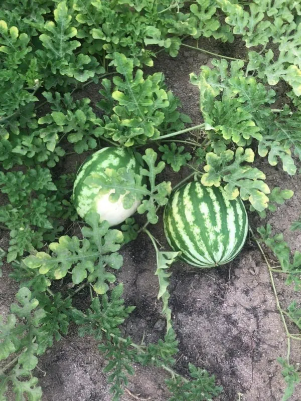 Kirayə verilir 5 otaqlı həyət evi 370 m²