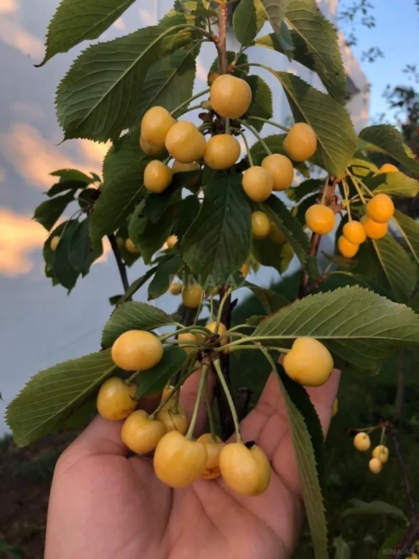 Kirayə verilir 5 otaqlı həyət evi 370 m²