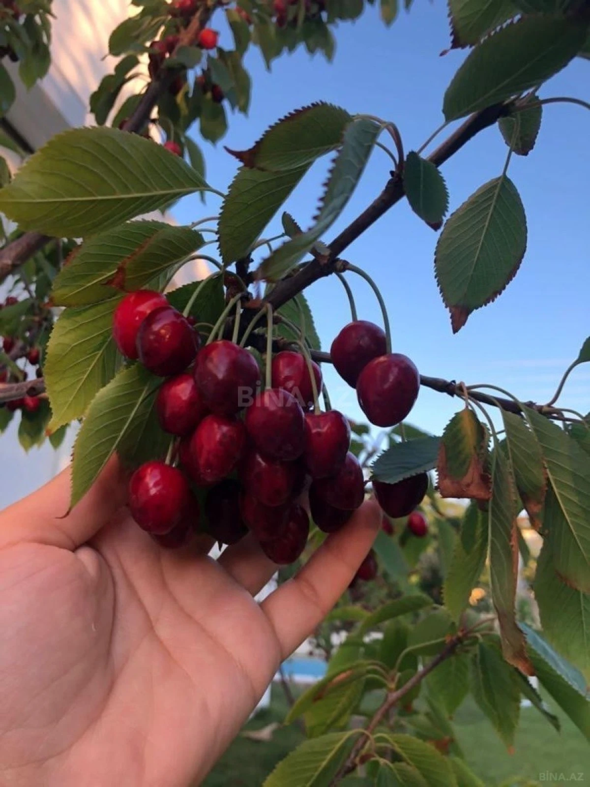 Kirayə verilir 5 otaqlı həyət evi 370 m²