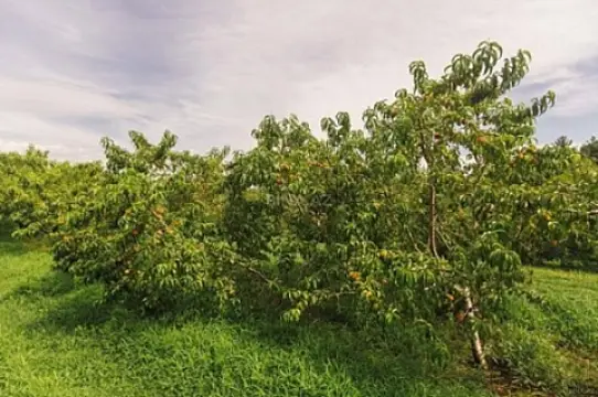 Satılır torpaq sahəsi 96 m² — Bakı 96.00 m²