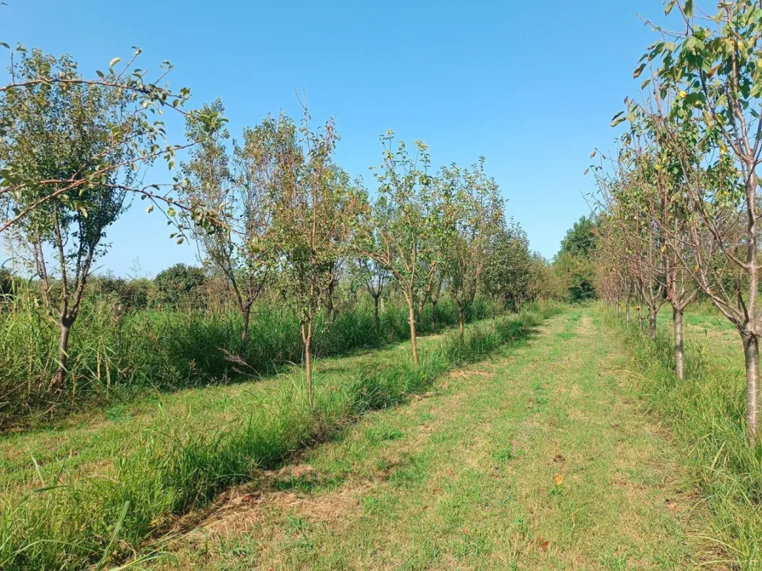 Satılır torpaq sahəsi 150 m²