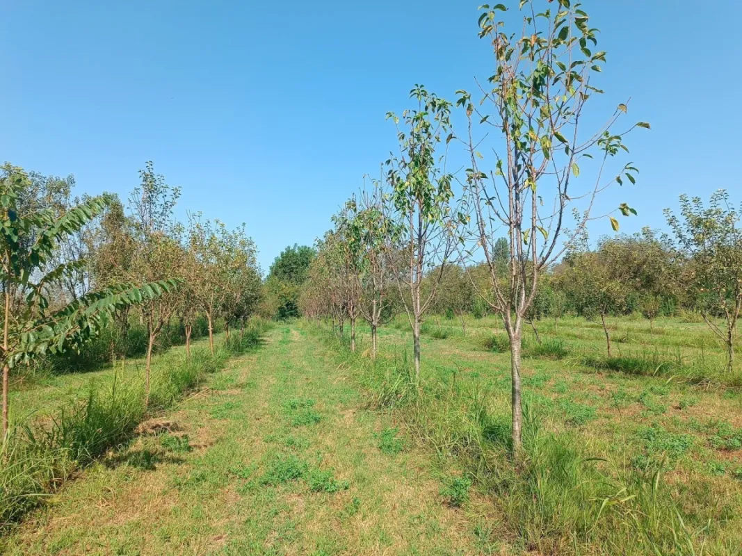 Satılır torpaq sahəsi 150 m²