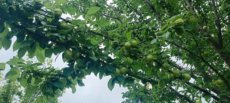 Satılır torpaq sahəsi 150 m²