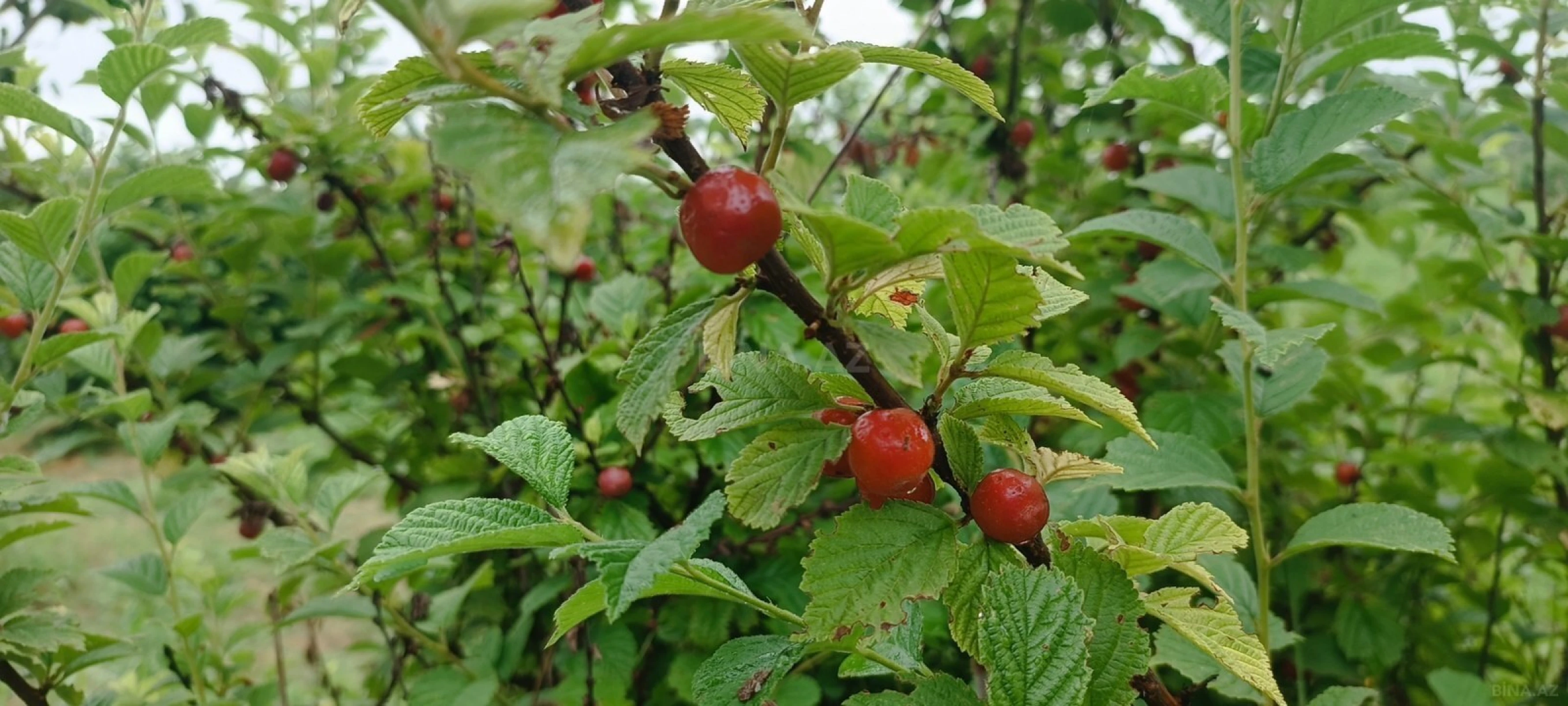 Satılır torpaq sahəsi 150 m²