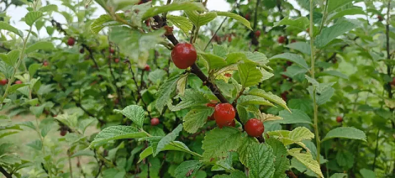 Satılır torpaq sahəsi 150 m²