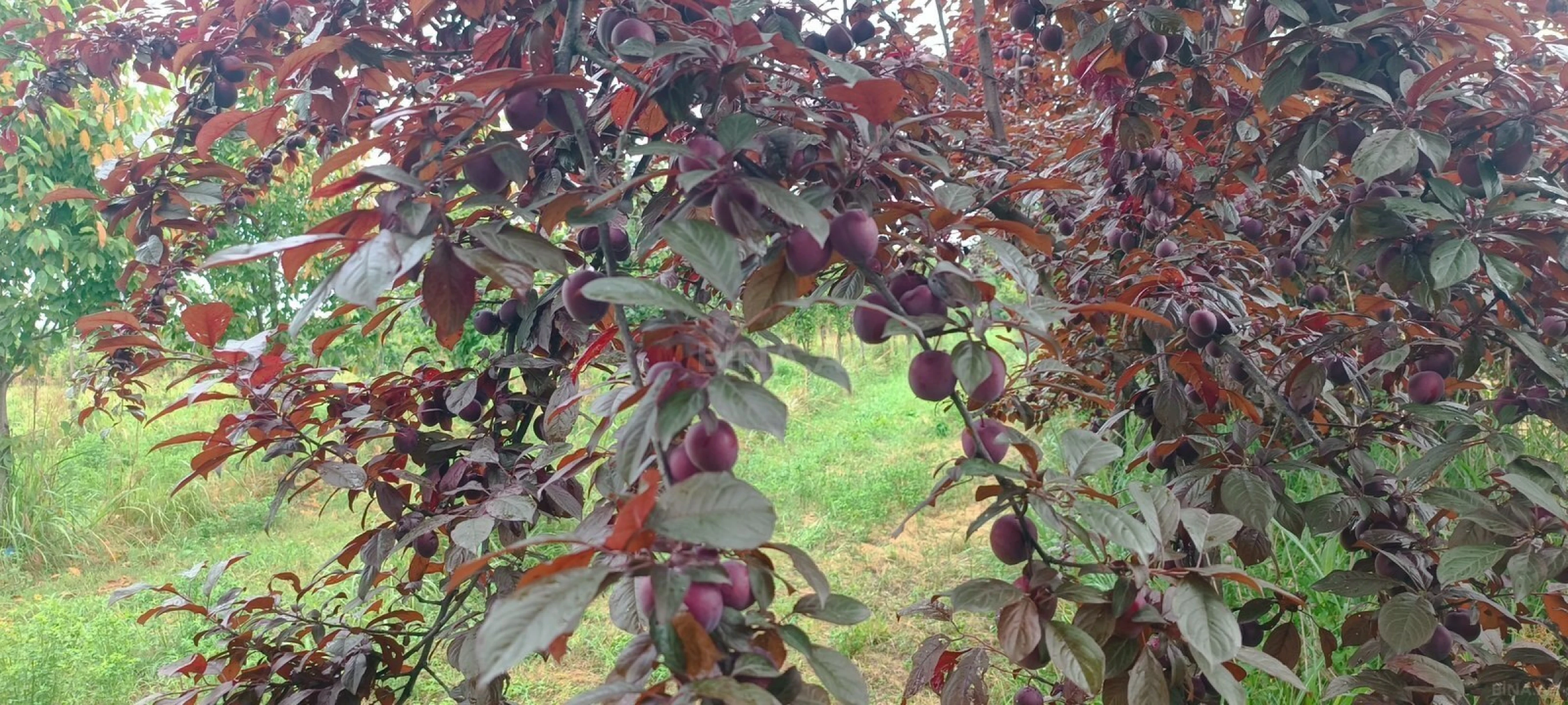 Satılır torpaq sahəsi 150 m²