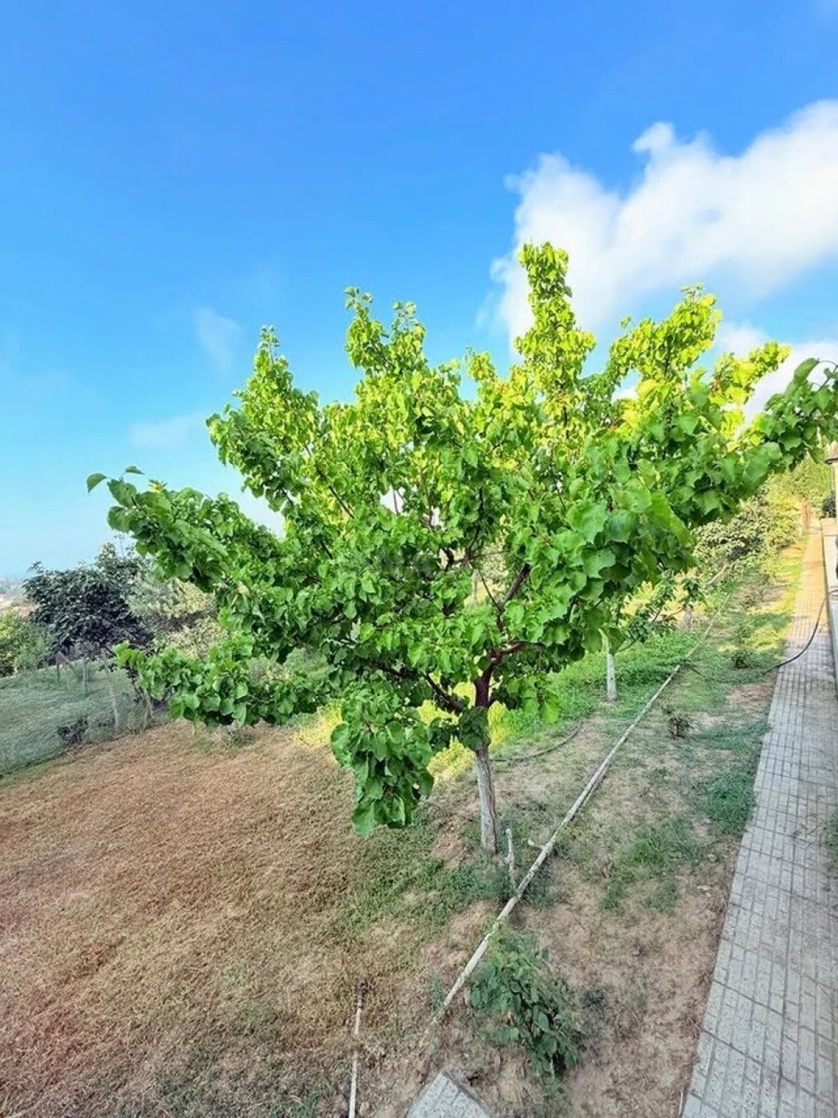 Kirayə verilir 6 otaqlı həyət evi 360 m²