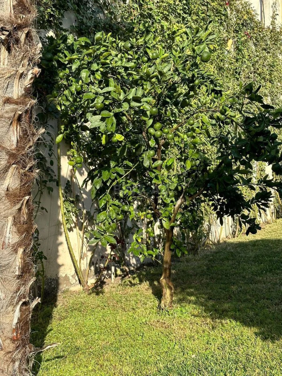 Kirayə verilir 15 otaqlı həyət evi 800 m²