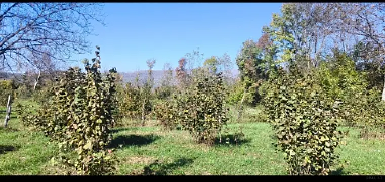 Satılır torpaq sahəsi 9 m² — Qəbələ 9.00 m²