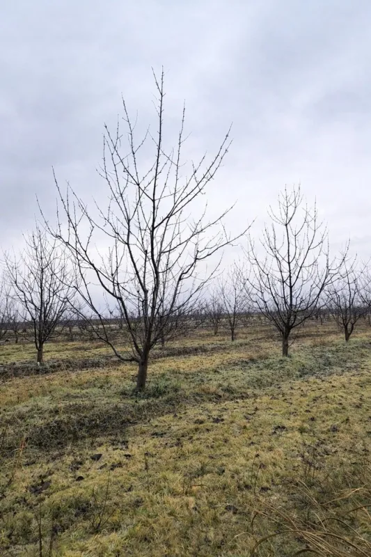 Satılır torpaq sahəsi 125 m²