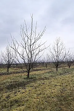 Satılır torpaq sahəsi 125 m²