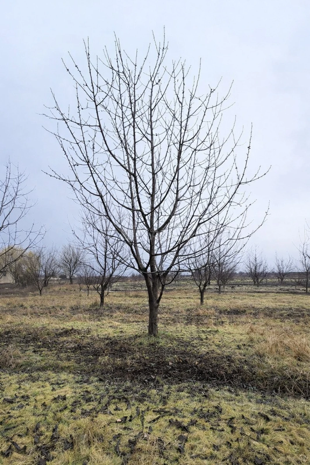 Satılır torpaq sahəsi 125 m²