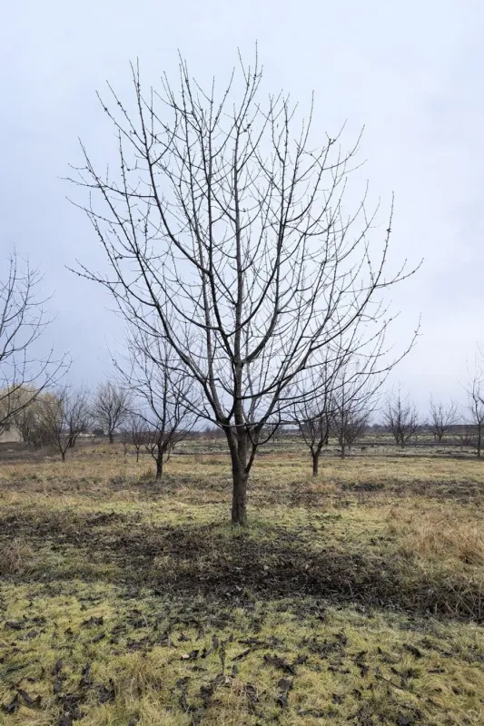 Satılır torpaq sahəsi 125 m²